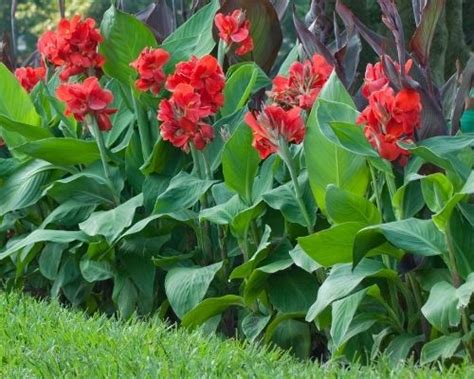 How to Plant Canna Lily Bulbs