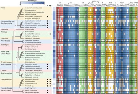 Spliceosome assembly and regulation: insights from analysis of highly reduced spliceosomes