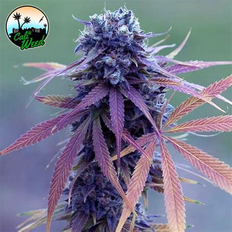 Blue Dream Auto – Cali Weed