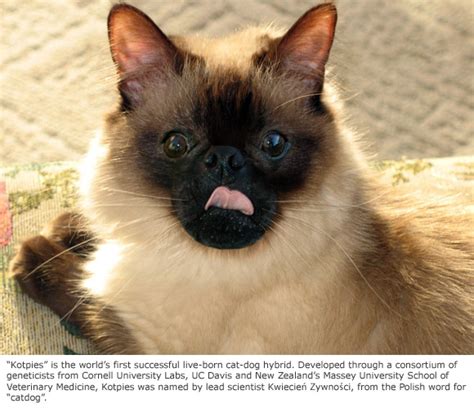 Cornell’s Genetic Breakthrough Produces Cat-Dog Hybrid - Catster