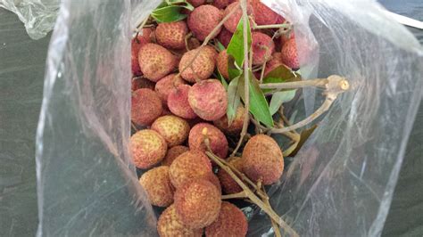 Fresh Lychee - General Fruit Growing - Growing Fruit