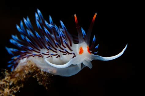 Stunning Photos Of Tropical Sea Creatures Will Make You Rethink How You Feel About Slugs | HuffPost