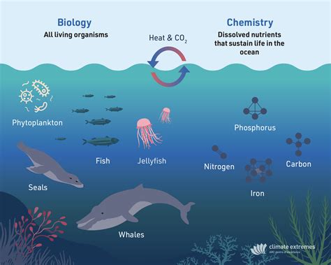 Ocean Ecosystem Biotic And Abiotic Factors