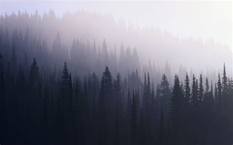 Dark Misty Forest Wallpapers - Top Free Dark Misty Forest Backgrounds - WallpaperAccess