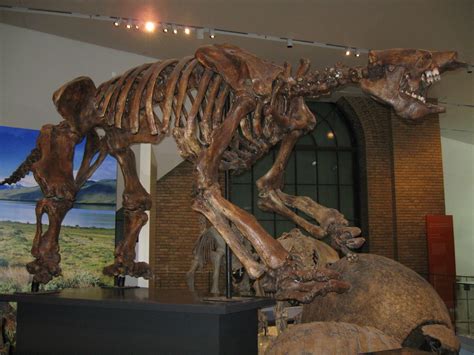 Giant ground sloth skeleton | In the Gallery of the Age of M… | Flickr