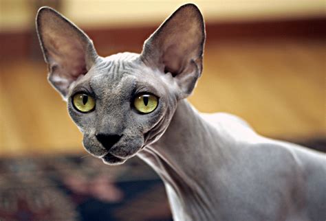 Amazing Dogs Breeds: Sphynx Cat