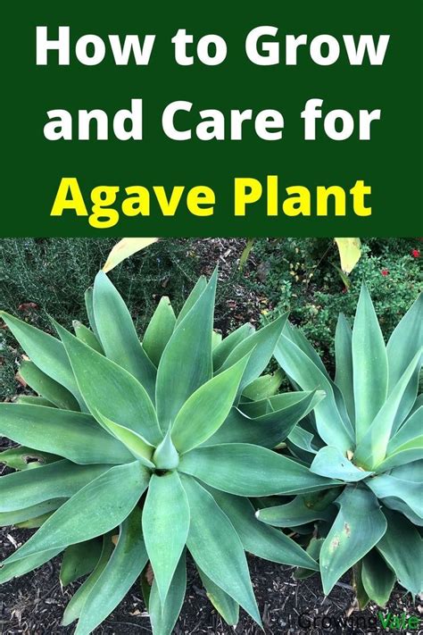 How to Grow and Care for Agave Plants