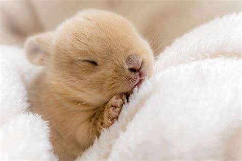 75 Photos Of Irresistibly Cute Bunnies That Will Put A Smile On Your Face! – AwwThings.com