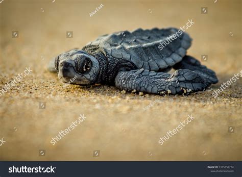 Baby Hatchling Sea Turtle Struggles Survival Stock Photo 1375358774 ...