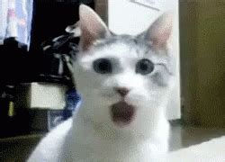 Surprised Cat Meme