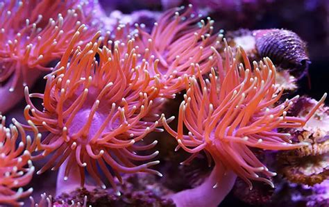 Sea Anemone- Colorful predatory sea animals - Environmental Earth