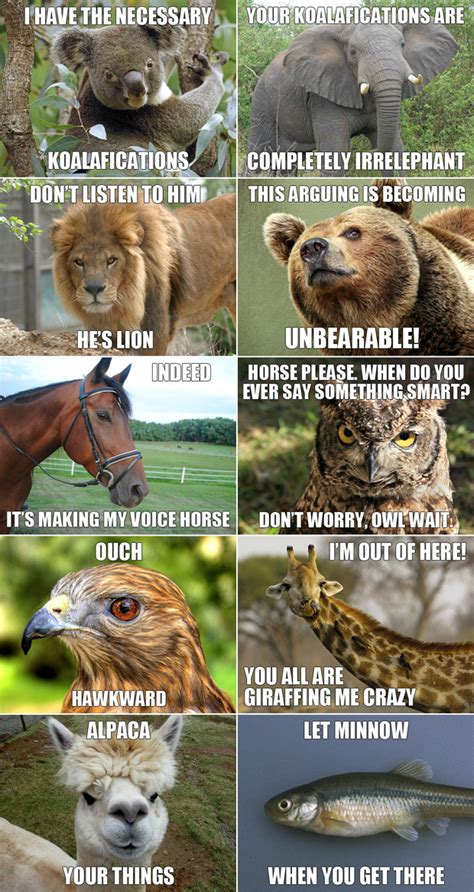 Funny animals meme