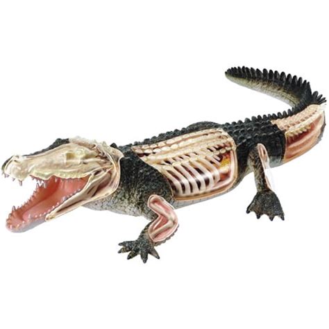 Crocodile Anatomy Model - Walmart.com - Walmart.com