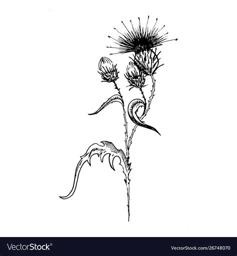 Thistle flower sketch hand-drawn black flowers Vector Image