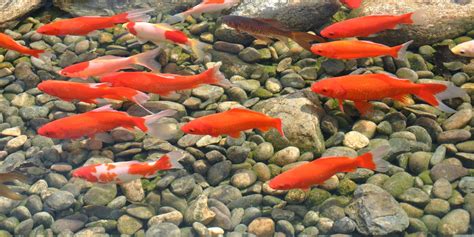 Goldfish, the best-known pond fish worldwide | Velda