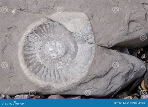 Fossils on the Beach at Jurassic Coast Stock Image - Image of dorset, fossils: 183187551