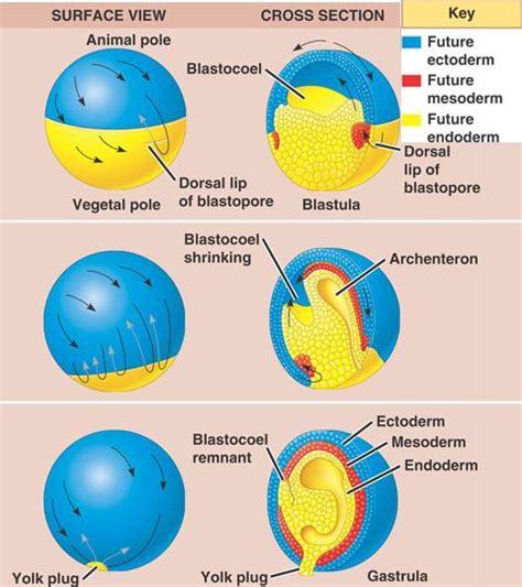 gastrulation-frog.html 47_12FrogGastrulation.jpg