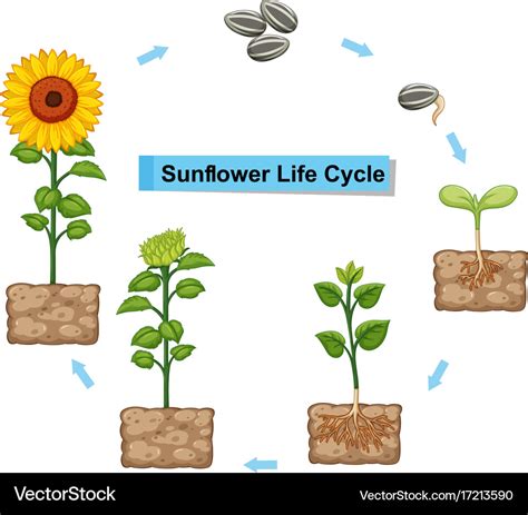 Diagram showing life cycle of sunflower Royalty Free Vector