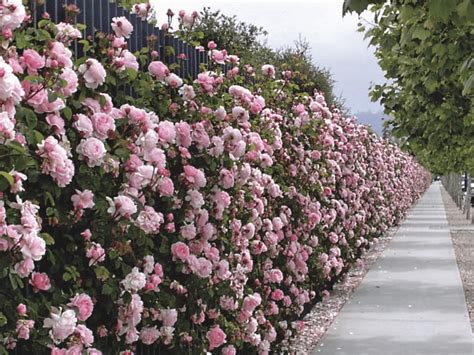 Growing English Garden Roses - Flower Magazine