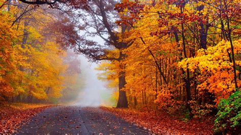 autumn, Road, Nature, Fall, Trees, Woods, Forest, Mist, Autumn ...