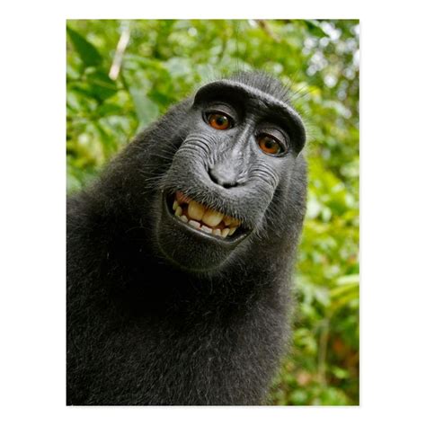 Funny Crested Monkey Smiling Silly Selfie Postcard | Zazzle | Monkeys funny, Monkey smiling ...