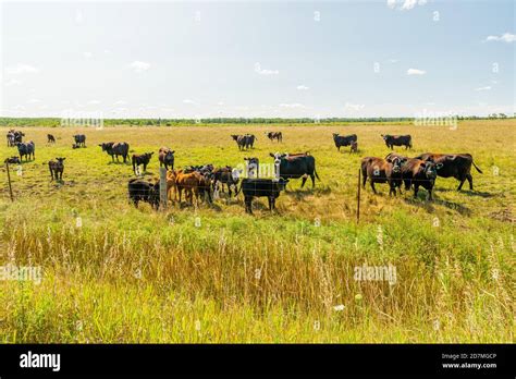 Rural animals hi-res stock photography and images - Alamy