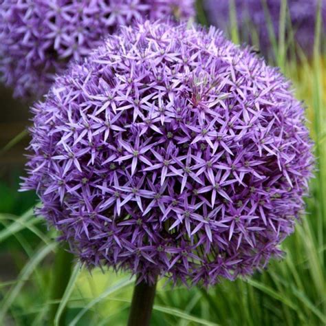 100 PCS Garden Outdoor Giant Allium Giganteum Beautiful Flower Seeds B — USA Garden Center