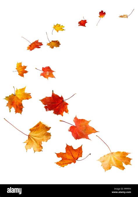 Maple autumn leaves falling to the ground, on white background Stock Photo - Alamy