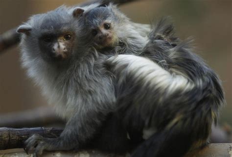 dailypetfwd: A two week old Black-tailed Marmoset infant sits on the back of its mother