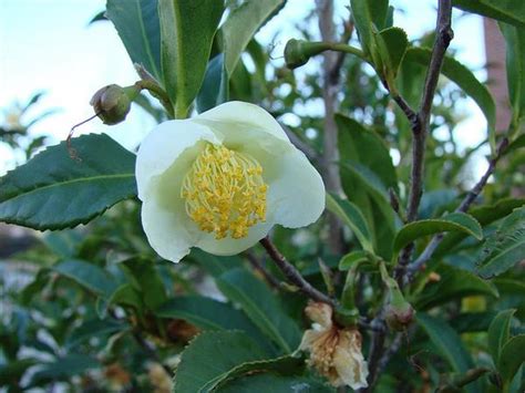 Camellia sinensis (Assam Tea, Tea Camellia, Tea Plant, Tea Tree ...