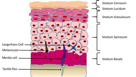 Layers Of The Epidermis Diagram