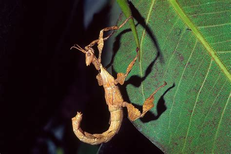 Stick Insect | San Diego Zoo Animals & Plants