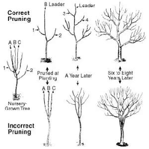 Tree Pruning for Healthy Trees - Simmons Tree Farms