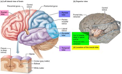 brain anatomy cerebral cortex