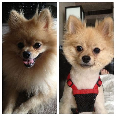 Pomeranian Puppy Cut Before After