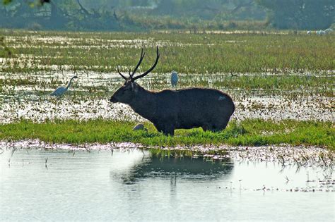 Keoladeo National Park | Sahapedia