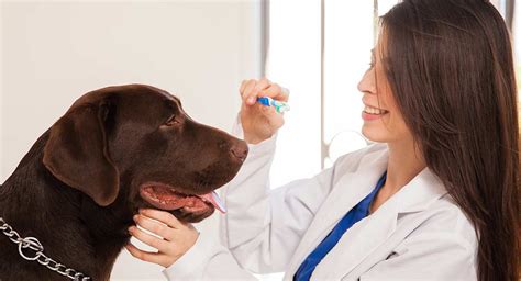 Dog Dental Care And How To Brush Your Dog's Teeth Without A Battle