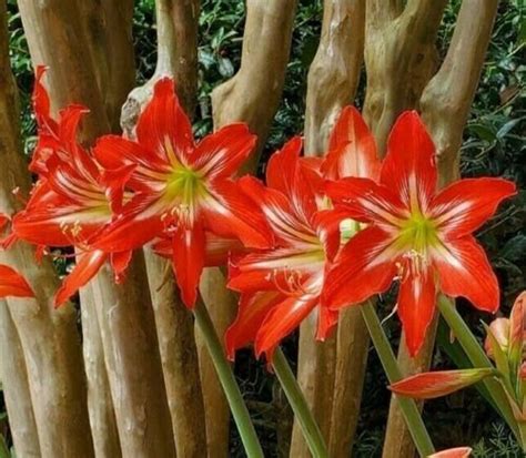 24 Heirloom St. Joseph Amaryllis Seeds With Propagation Instructions - Etsy