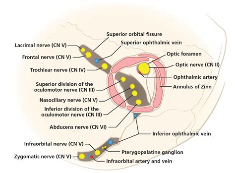 Cranial Nerves In An Orbit