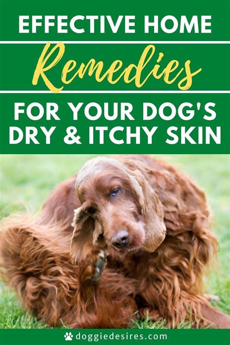 Home Remedies for Dogs Dry Itchy Skin in 2021 | Dog dry skin remedy, Itchy dog remedies, Dog ...