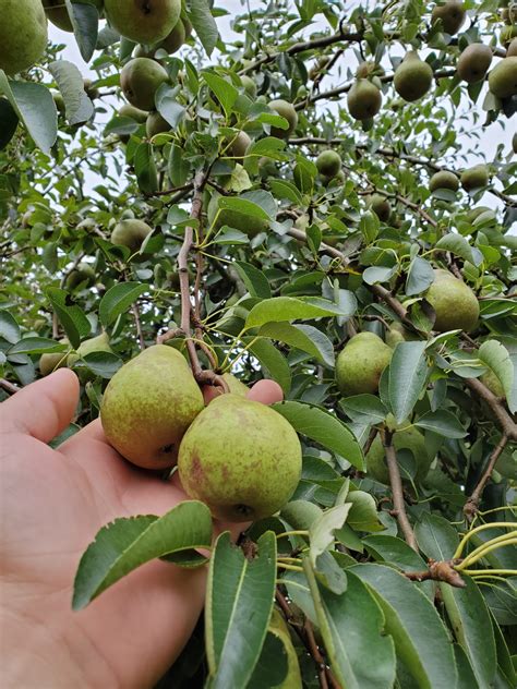 Wild Pear Trees - Available at Blue Hill Wildlife Nursery