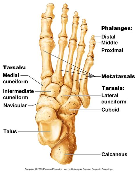 Anatomy Bones Learning Skeleton Feet Chapter 5 Appendicular Skeleton ...