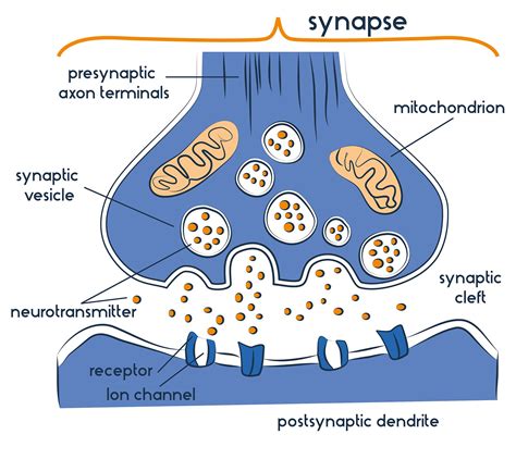 Neurotransmitters Diagram