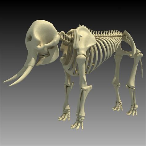 african elephant skeleton 3d 3ds