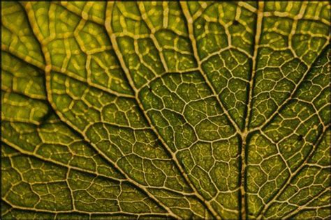 Leaf texture, Leaves, Landscape design