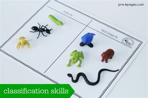 Printable Insect Classification Activity