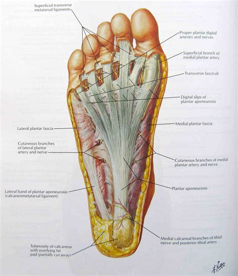 Leg And Foot Bones Diagram