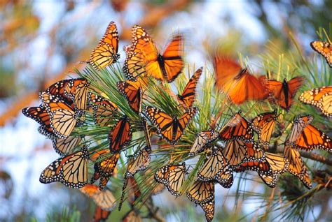 Slideshow: The Magic of Monarch Butterfly Migration