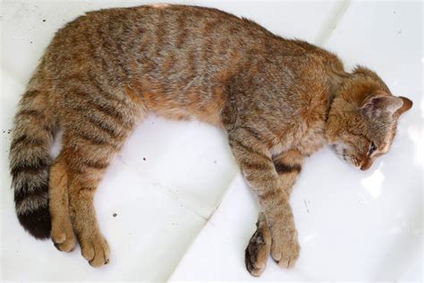 Corsica cat-fox identified as new species after it was…