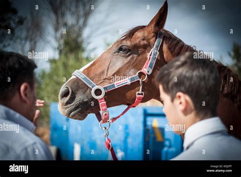 horse jumping competition Stock Photo - Alamy